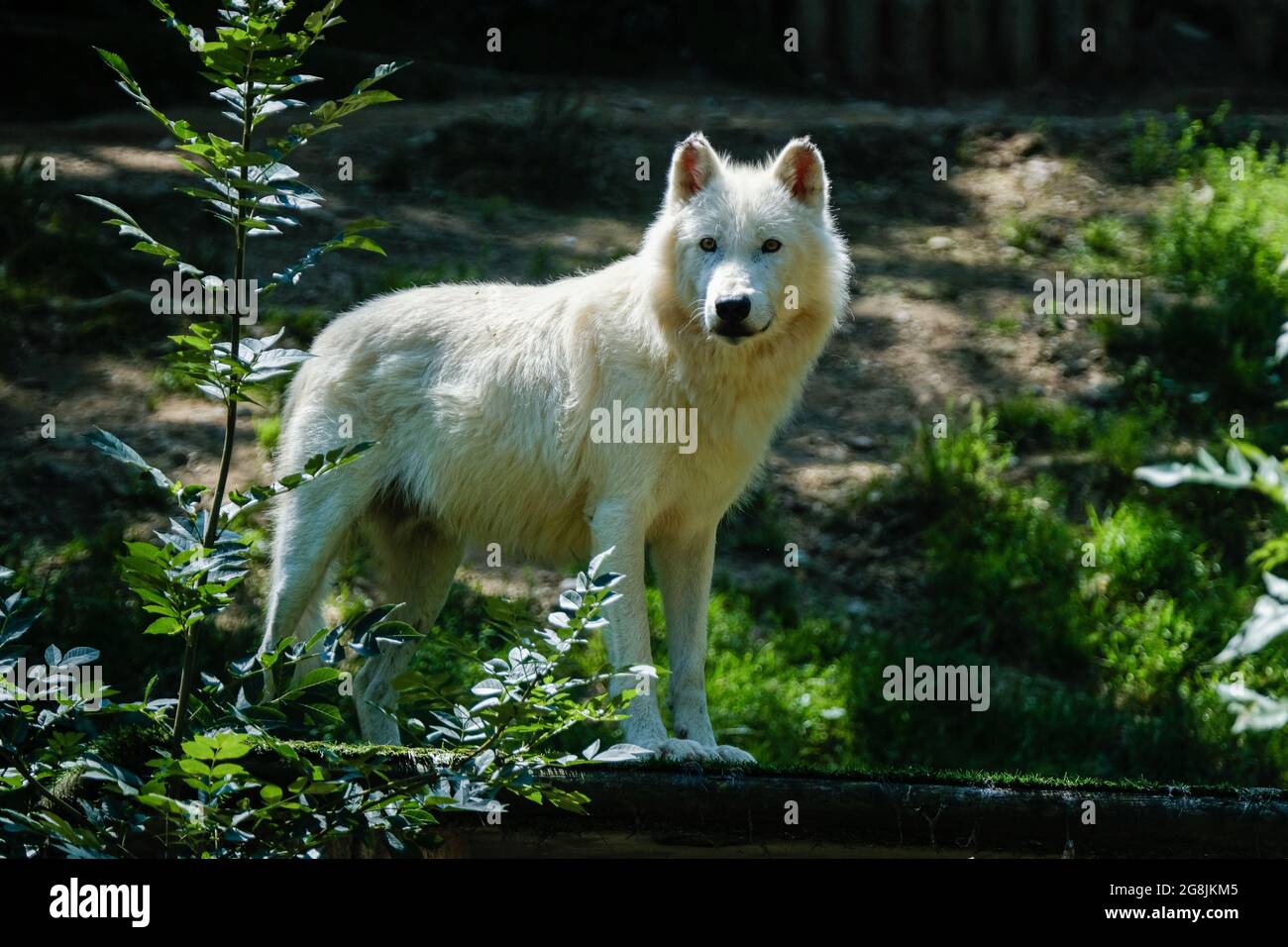 Tete de loup profile Banque de photographies et d'images à haute résolution  - Alamy