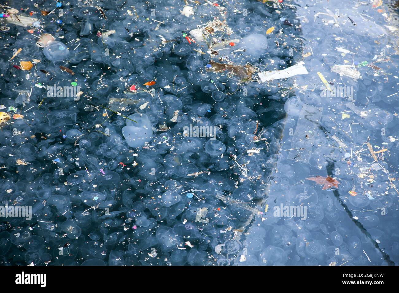 Jellyfish and waste.Marmara sea Istanbul Stock Photo