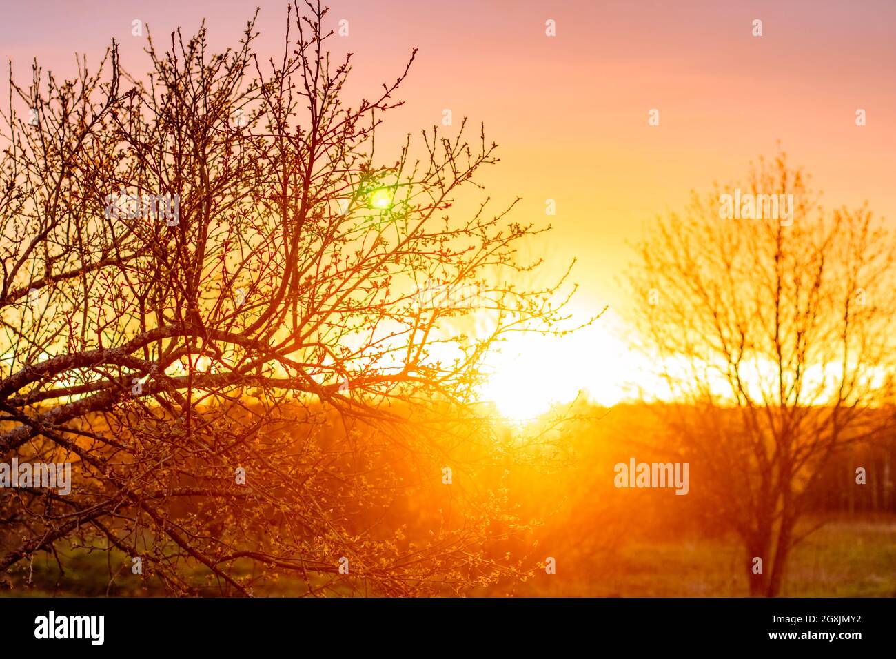 Spring tree branches hi-res stock photography and images - Alamy