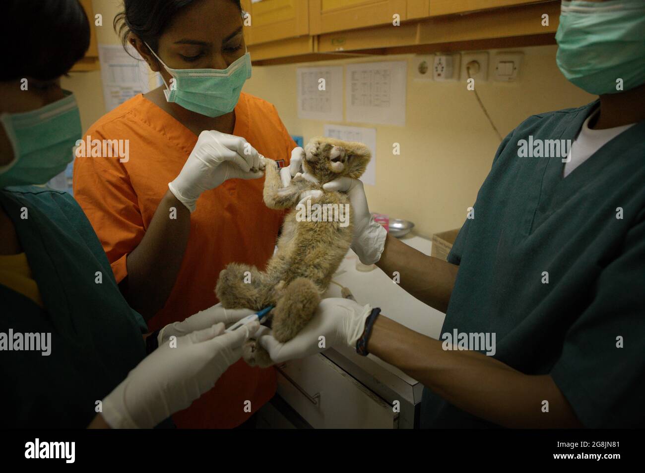 A team of veterinarians led by Sharmini Julita Paramasivam is giving a
