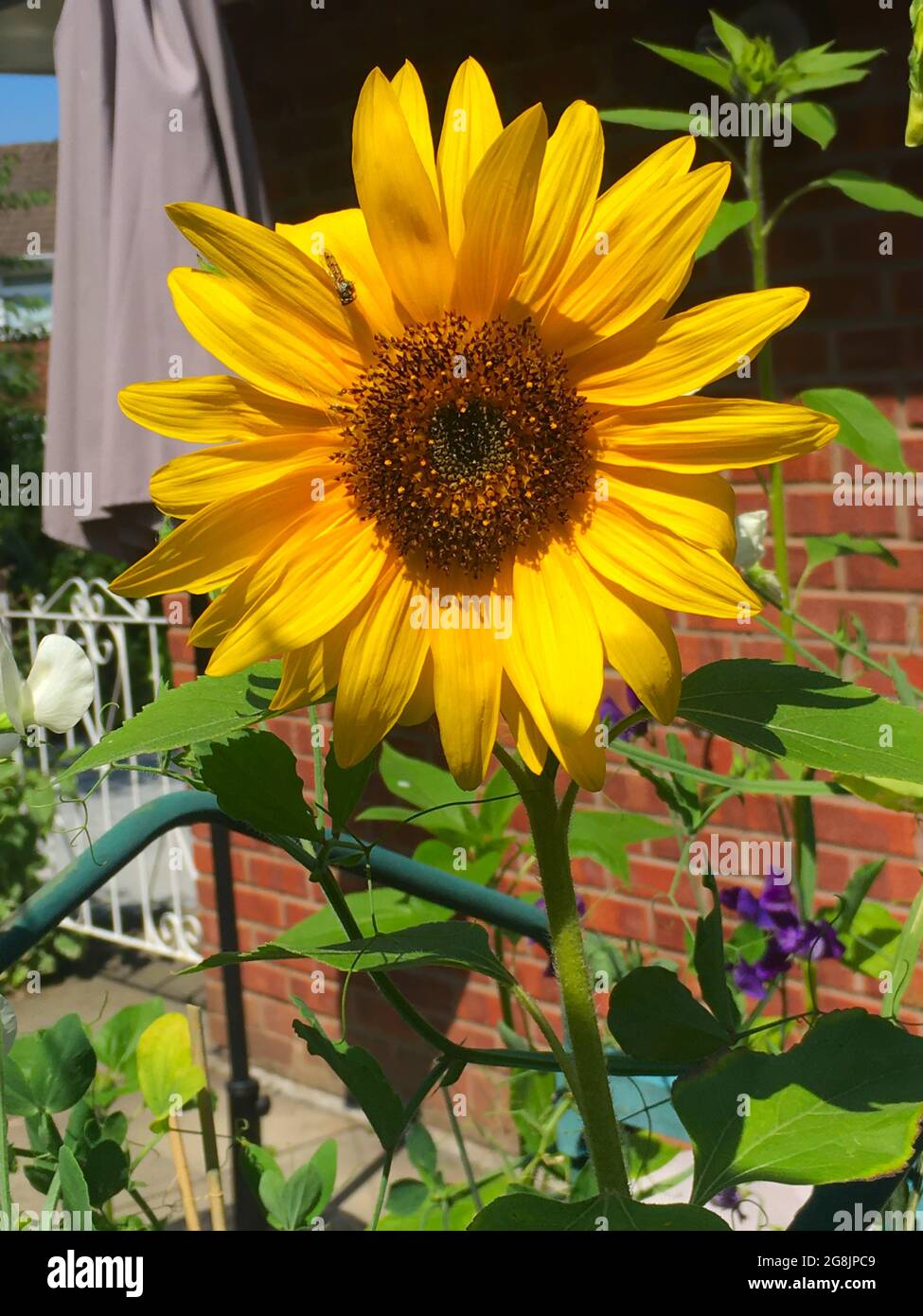 Sunflower Latin name Helianthus annuus flower Stock Photo