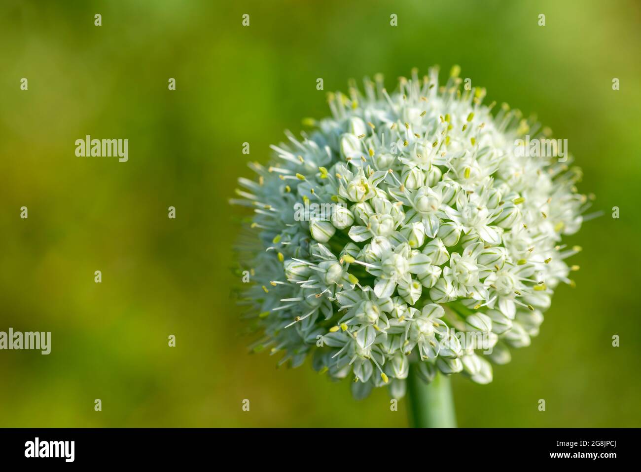 White inflorescence of an onion (Allium cepa) on soid green background Stock Photo