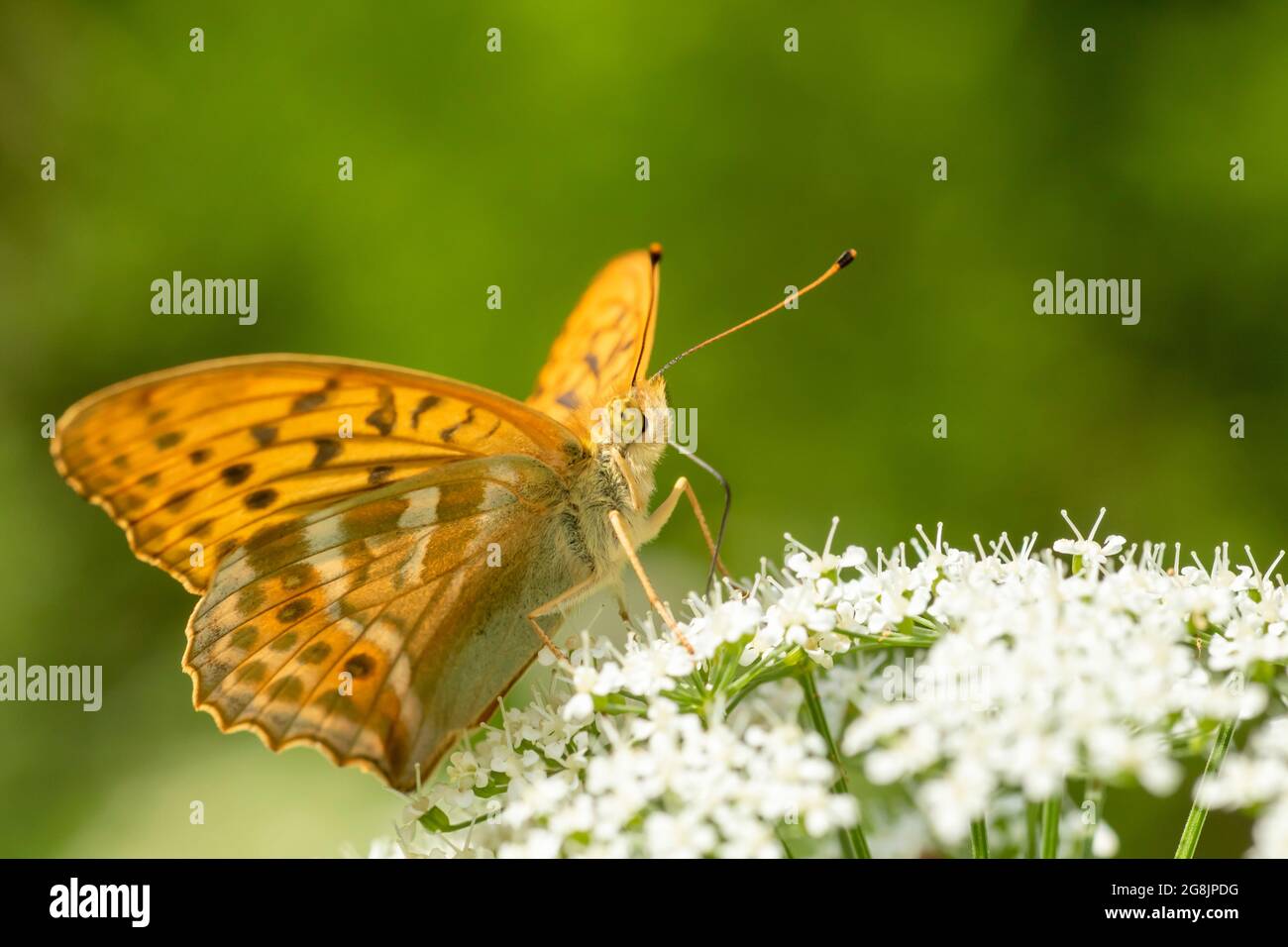 Large orange butterfly, male silver-washed fritillary, Argynnis paphia feeding on nectar of blooms of the ground elder (Aegopodium podagraria) in Esto Stock Photo