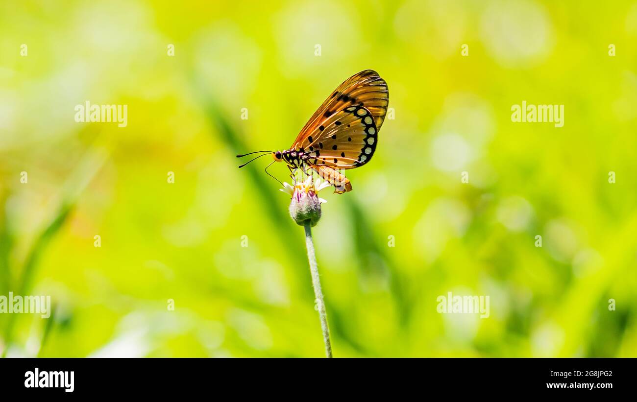 Butterfly eating pollen from a flower Stock Photo Alamy