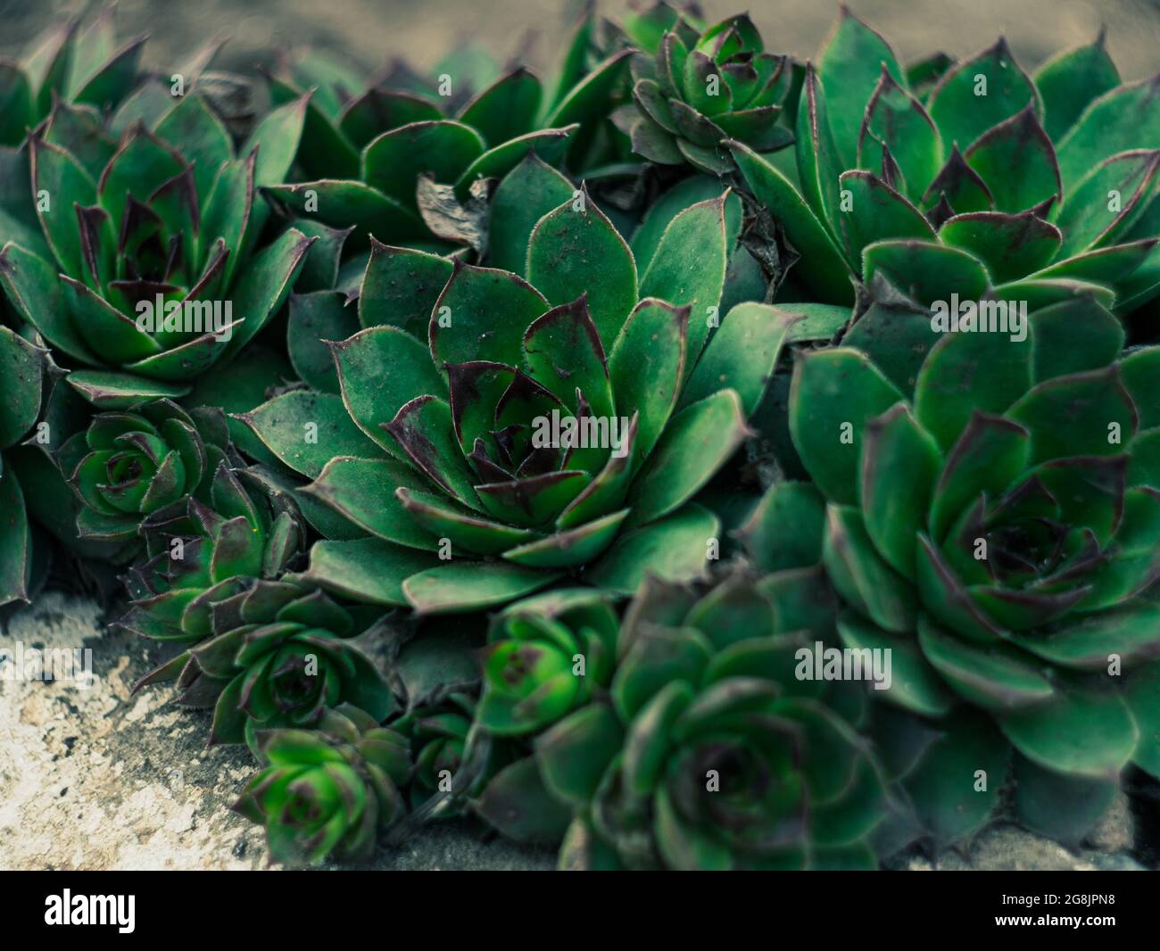 Green Houseleek flowers or Sempervivum on flowerbed . Growing Liveforever ground cover plants outdoor. Floral botanical wallpaper, texture copy space Stock Photo