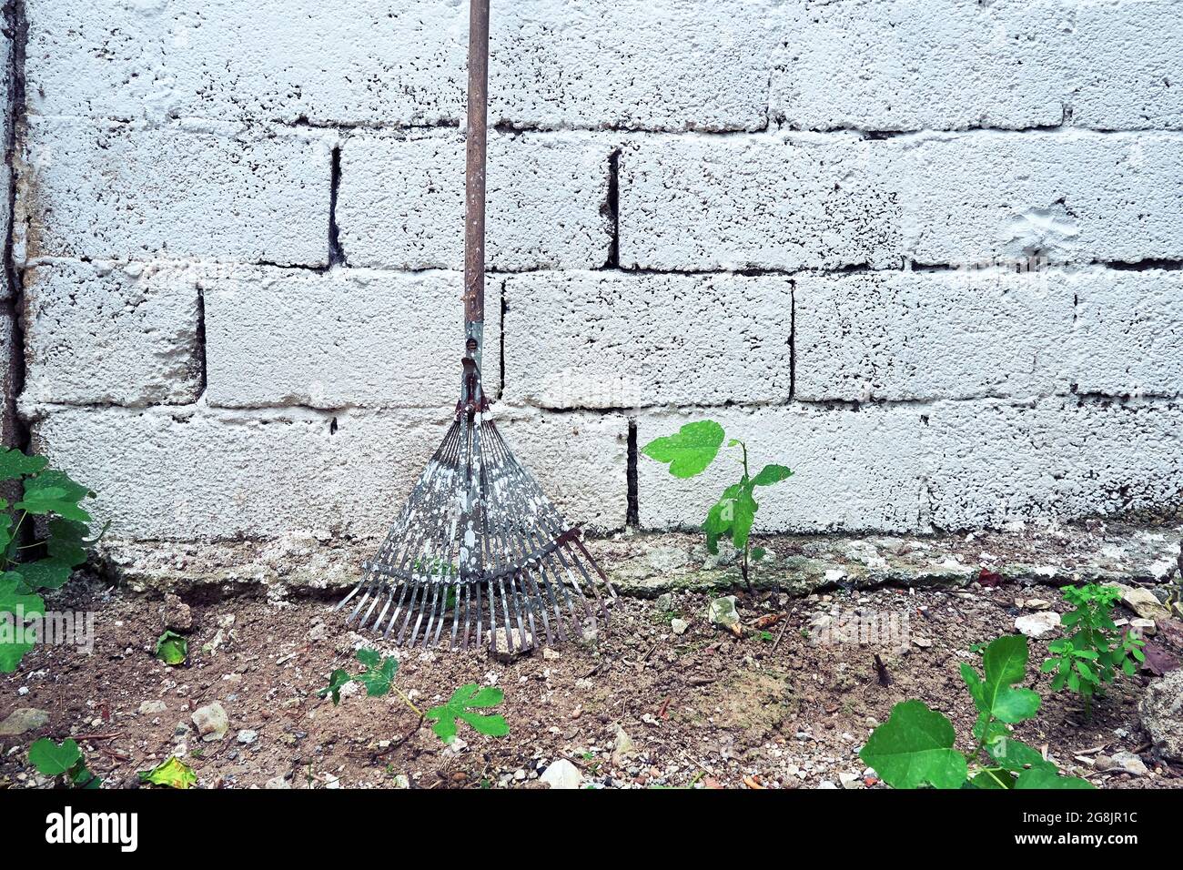 A rake on white garden wall background. Stock Photo