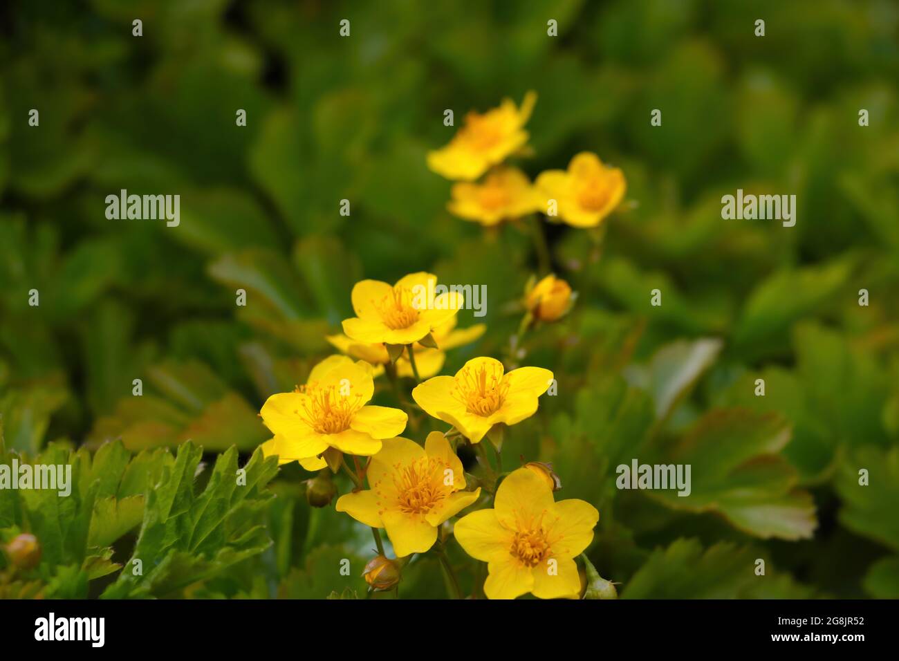 Beautiful yellow perennial flowers in the meadow in the summer. Stock Photo