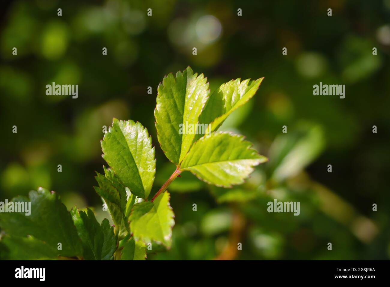 A young green leaf of a bush close-up in the park. Stock Photo