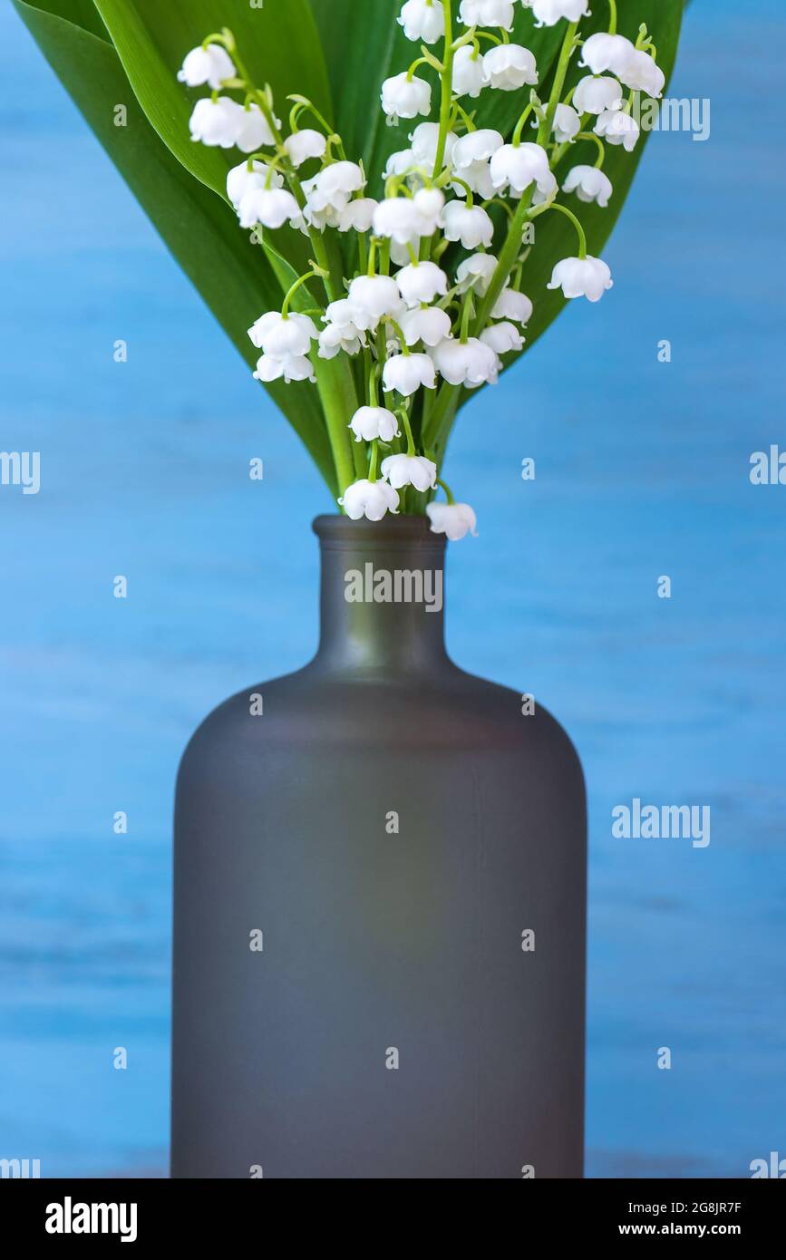 Blue background with white delicate lily of the valley flowers for mother's day vertical greeting card. Stock Photo