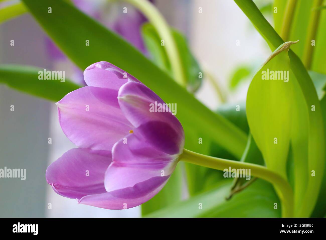 View of the purple flowering tulip close-up. Stock Photo
