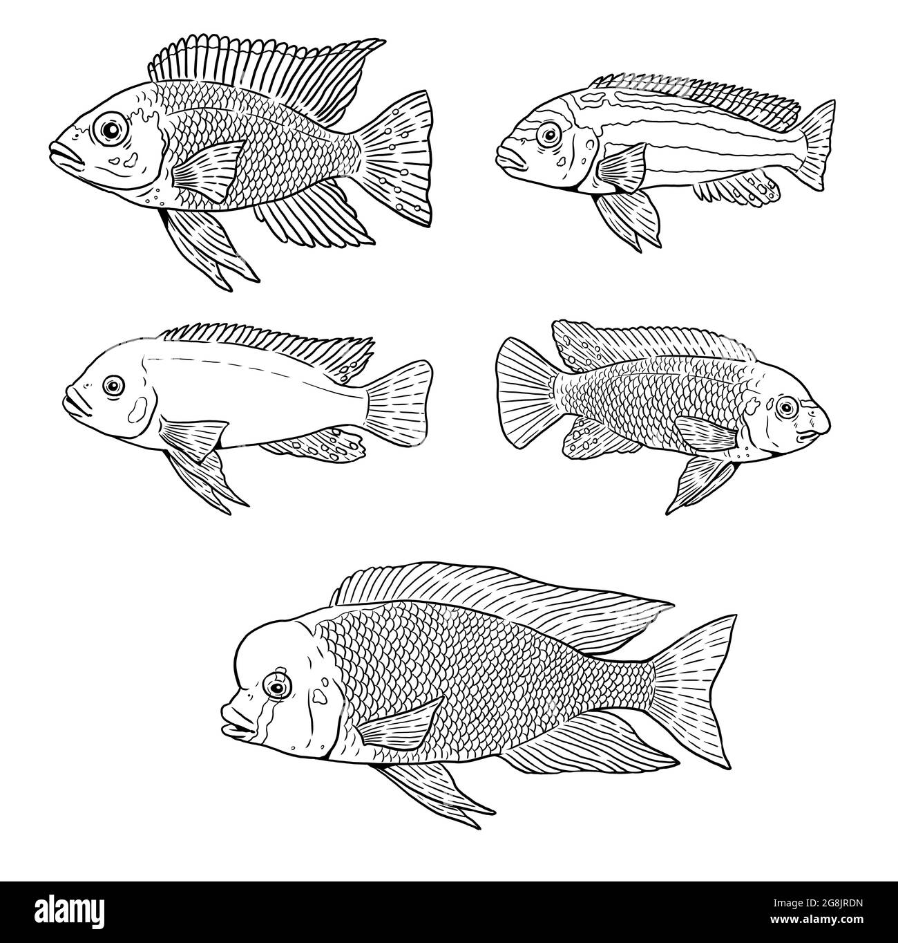 African cichlids from the Malawi lake for coloring. Colorful fish template. Coloring book for children and adults. Stock Photo