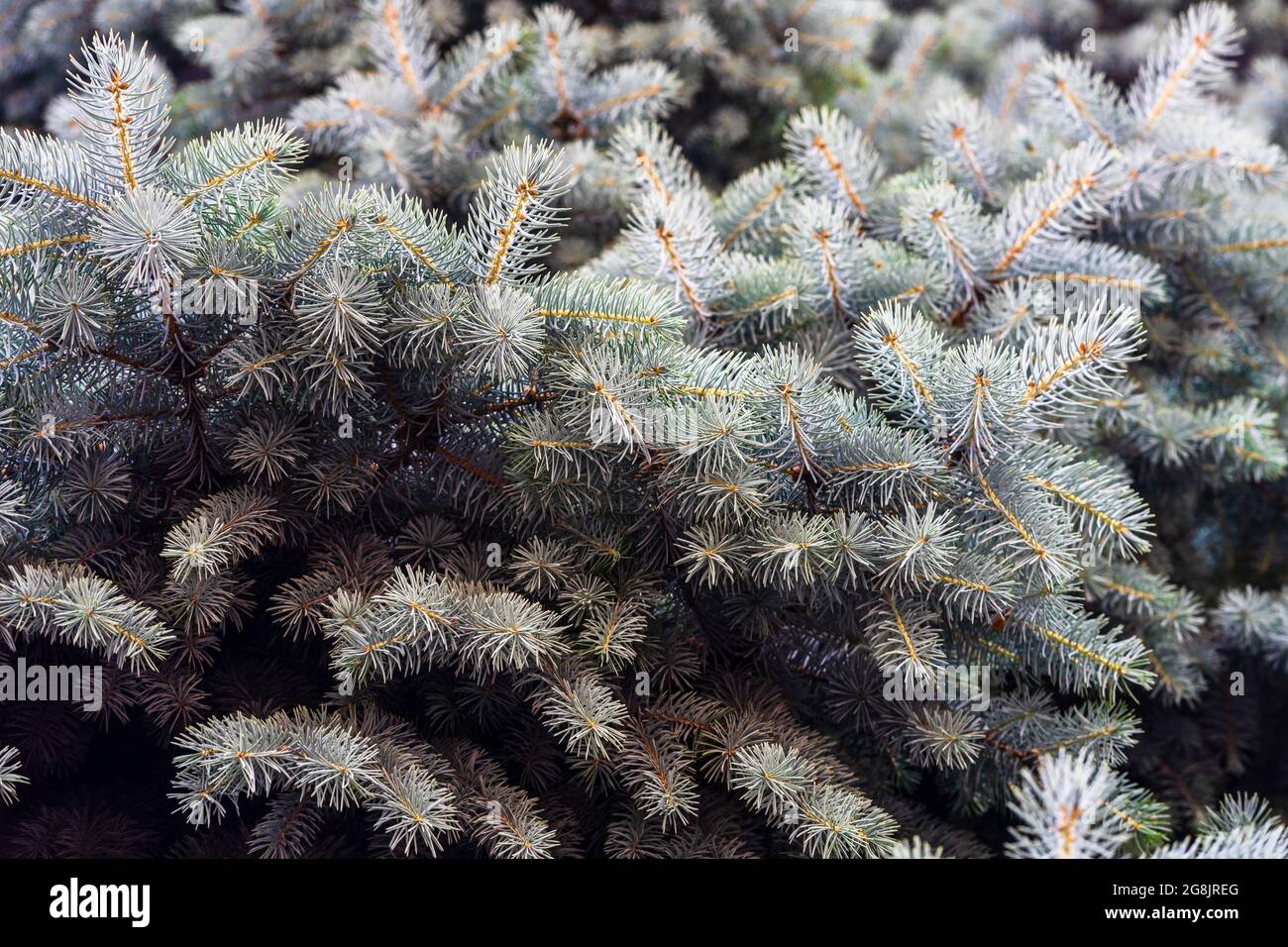 Closeup of silver spruce pine tree brunches Stock Photo