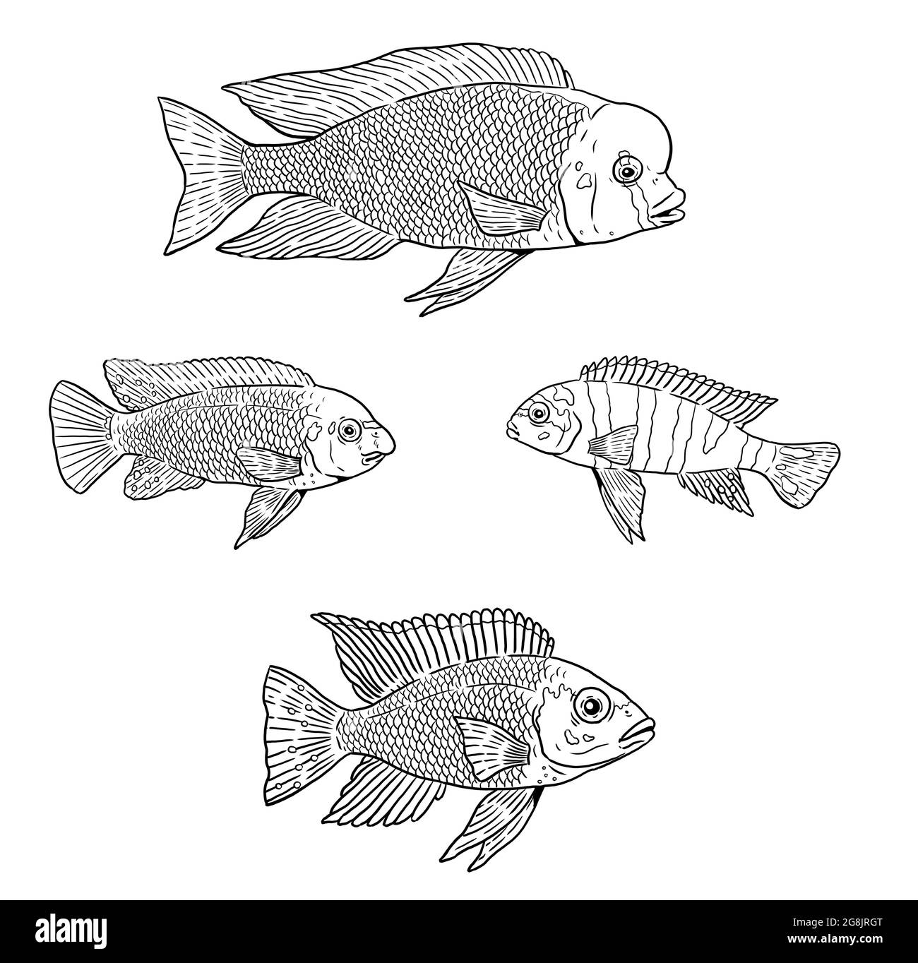 African cichlids from the Malawi lake for coloring. Colorful fish template. Coloring book for children and adults. Stock Photo