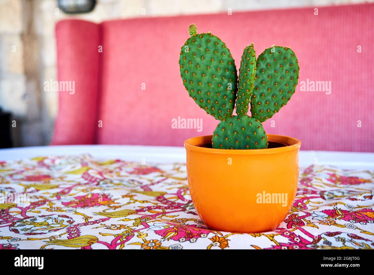 Decorative opuntia cactus plant in a flowerpot on the table Stock Photo
