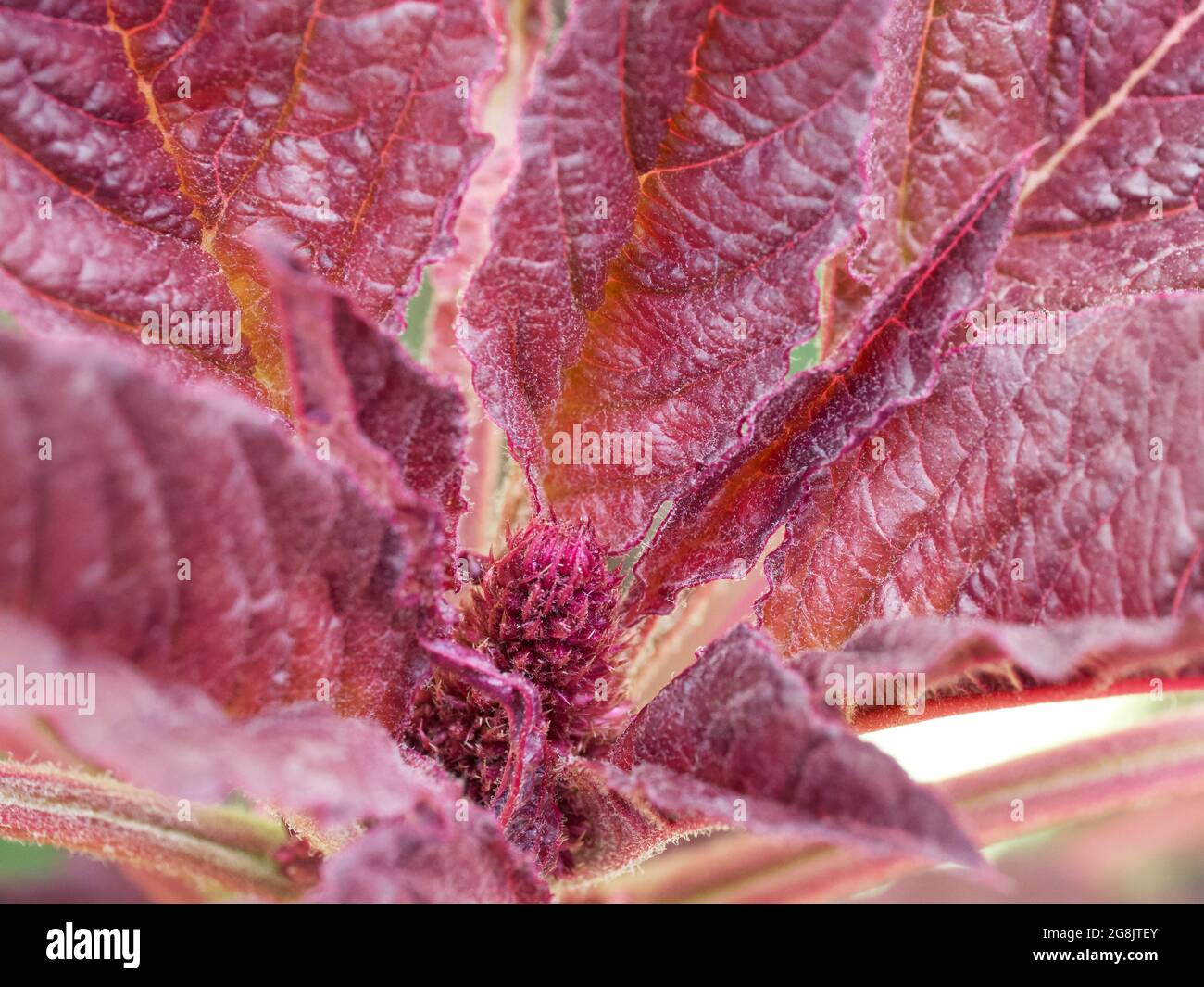 Amaranth plant, close-up. A plant with crimson leaves. Stock Photo