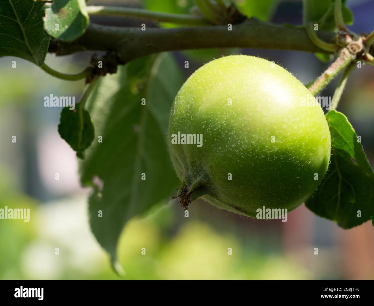 An unripe apple on a tree branch, close-up. An apple is an edible fruit produced by an apple tree (Malus domestica). Stock Photo