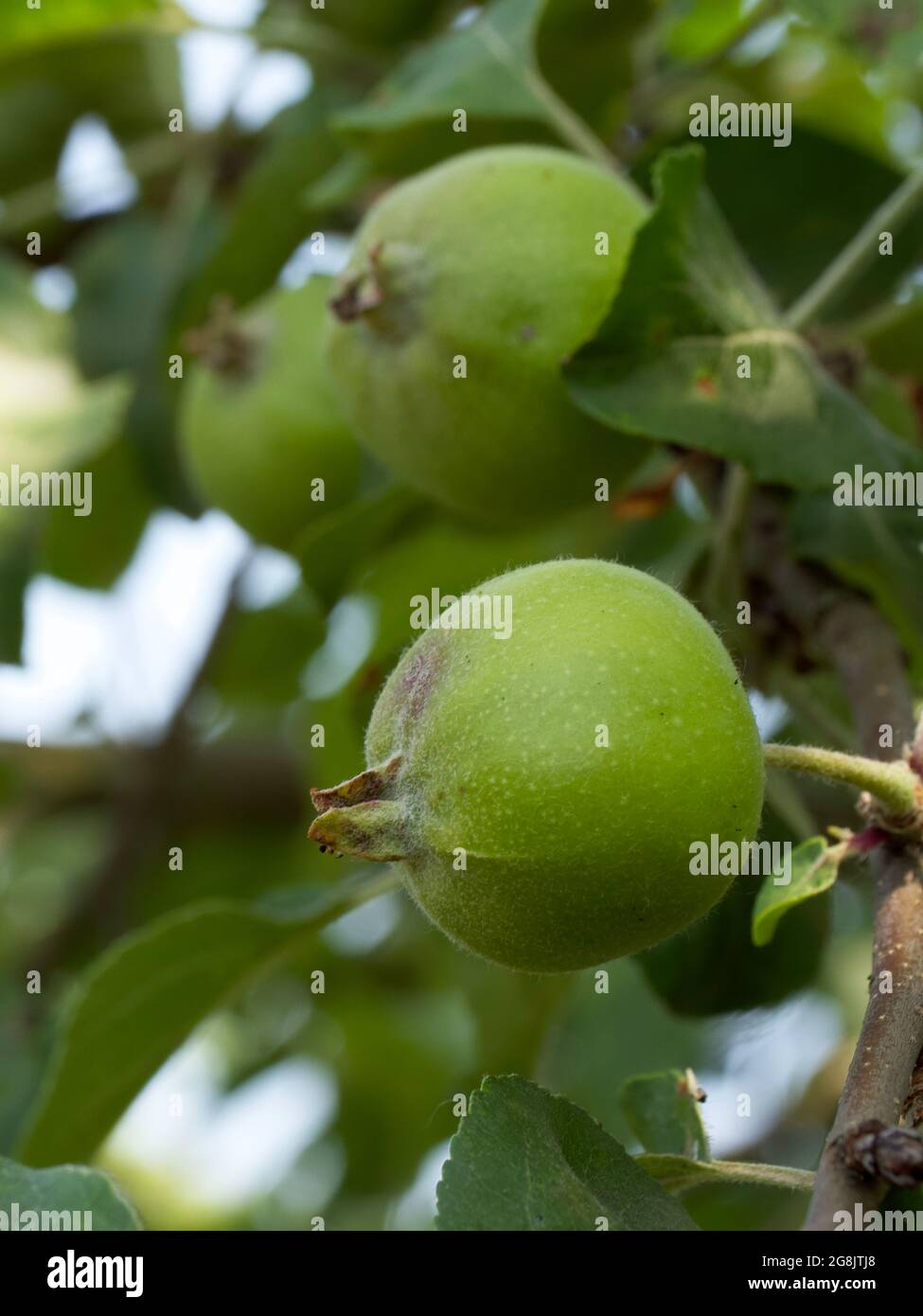 An unripe apple on a tree branch, close-up. An apple is an edible fruit ...