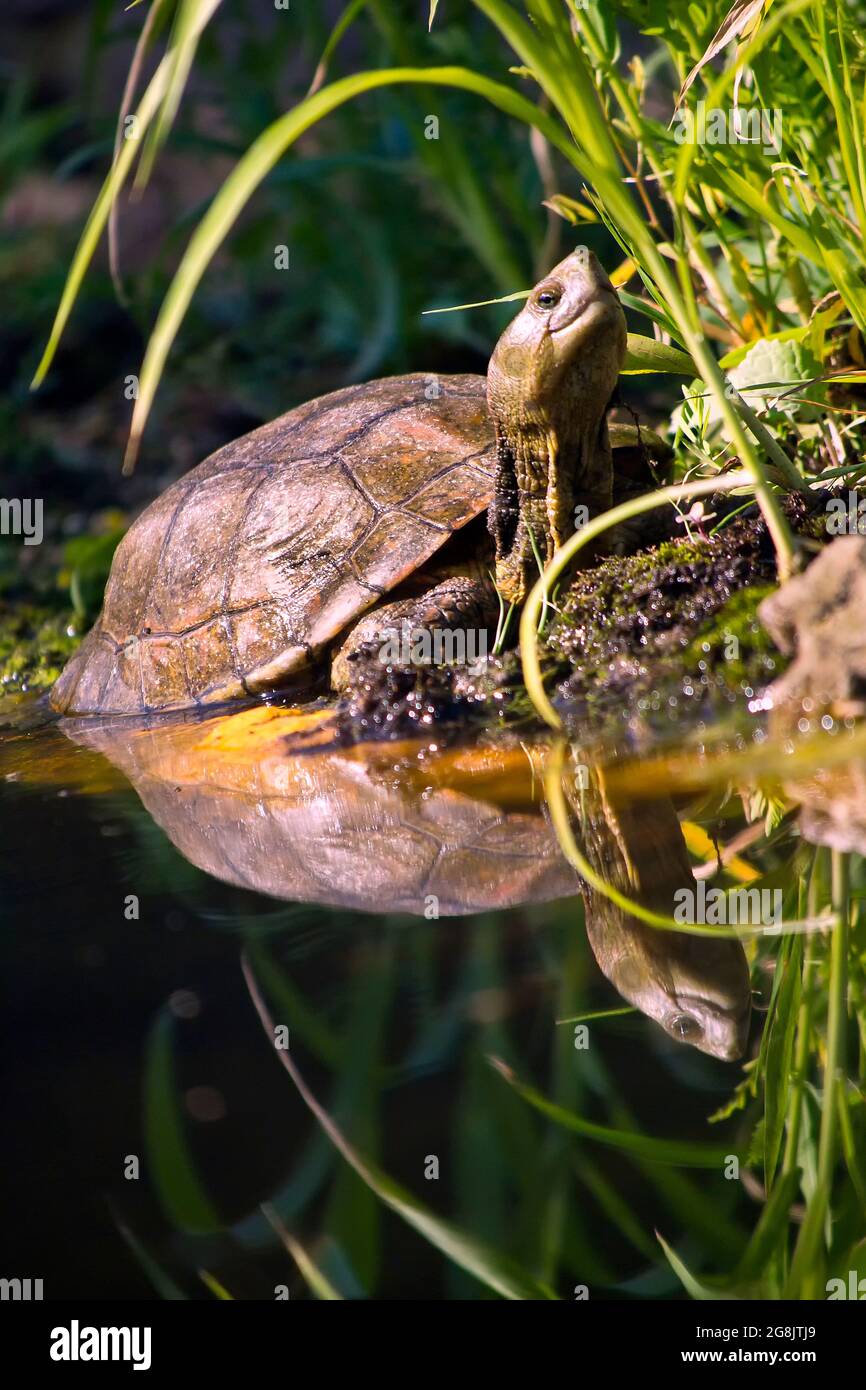 Mediterranean Pond Turtle, Mauremys caspica leprosa, Mauremys leprosa, Monfrague National Park,  Biosphere Reserve, Caceres, Extremadura, Spain Stock Photo