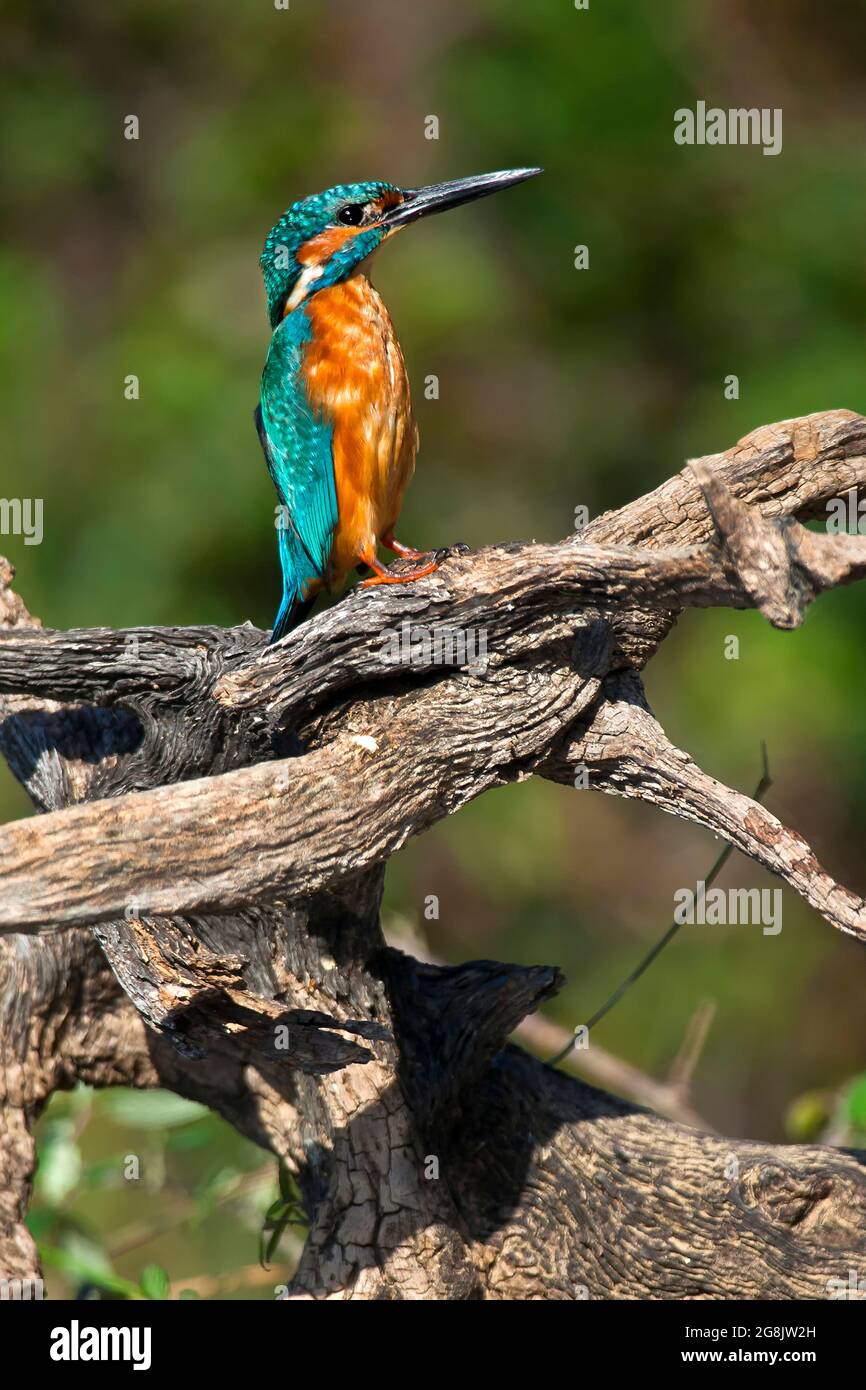 Kingfisher, Alcedo athis,Tajo River, Monfrague National Park, ZEPA, Biosphere Reserve, Caceres Province, Extremadura, Spain, Europe Stock Photo