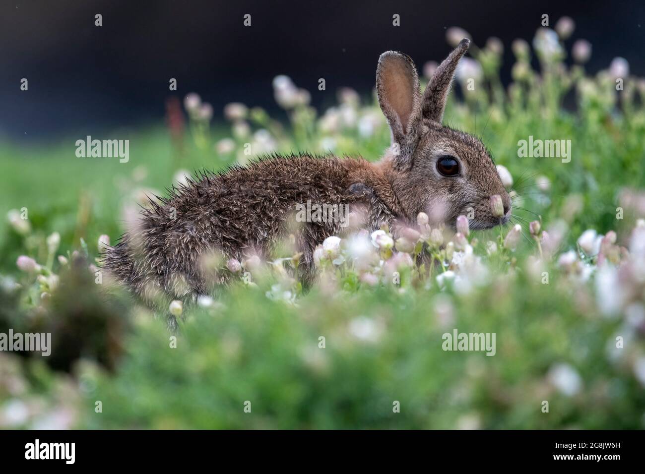 Skomer Rabbits Ear island hi-res stock photography and images - Alamy