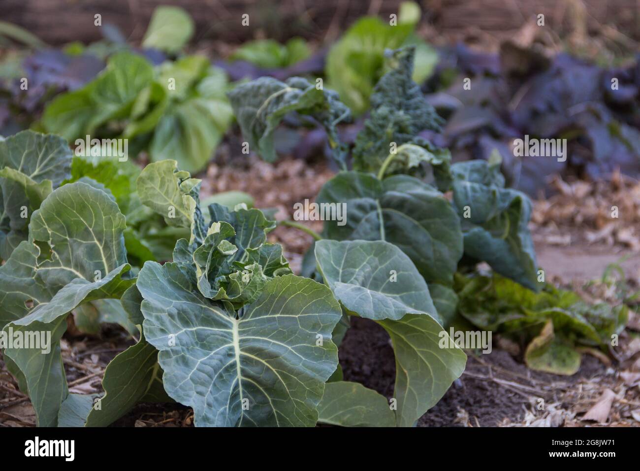 young cabbage plants in the organic garden Stock Photo Alamy