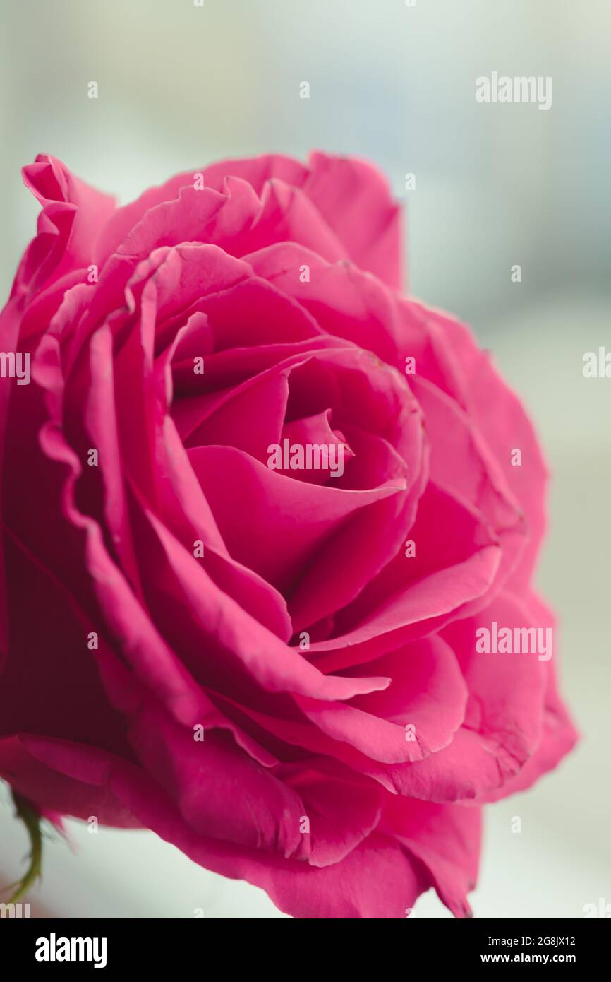 Close up of beautiful rose flower background Stock Photo - Alamy