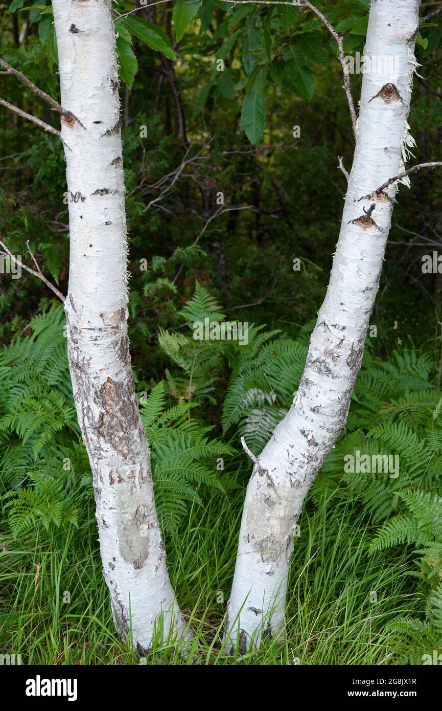 Pteridophyta and birch tree (white bark trunk detail) create a beautiful contrast to the foliage. Stock Photo