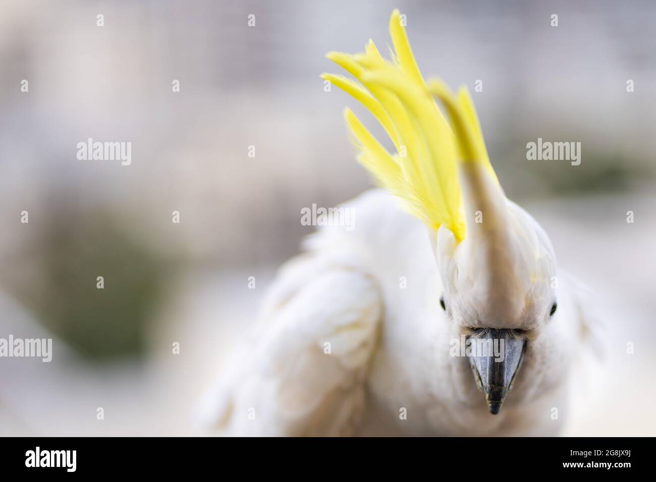 Yellow Crested Cockatoo Stock Photo