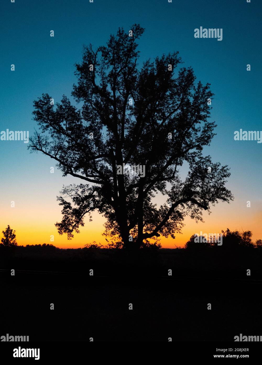 tree silhouette at sunset Stock Photo - Alamy
