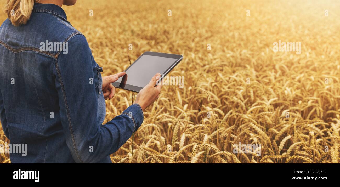 smart farming - modern farmer working with digital tablet in cereal field. banner copy space Stock Photo