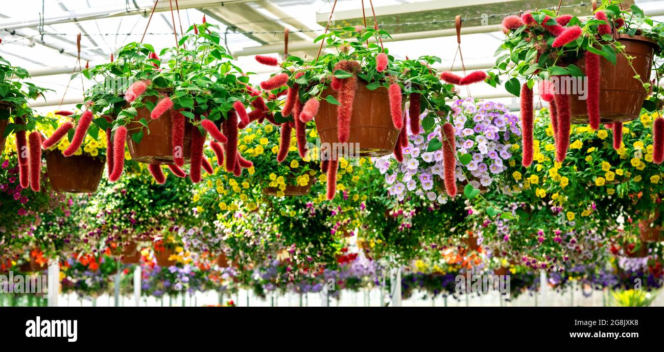 chenille acalypha hispida flower pots hanging at garden plants shop Stock Photo