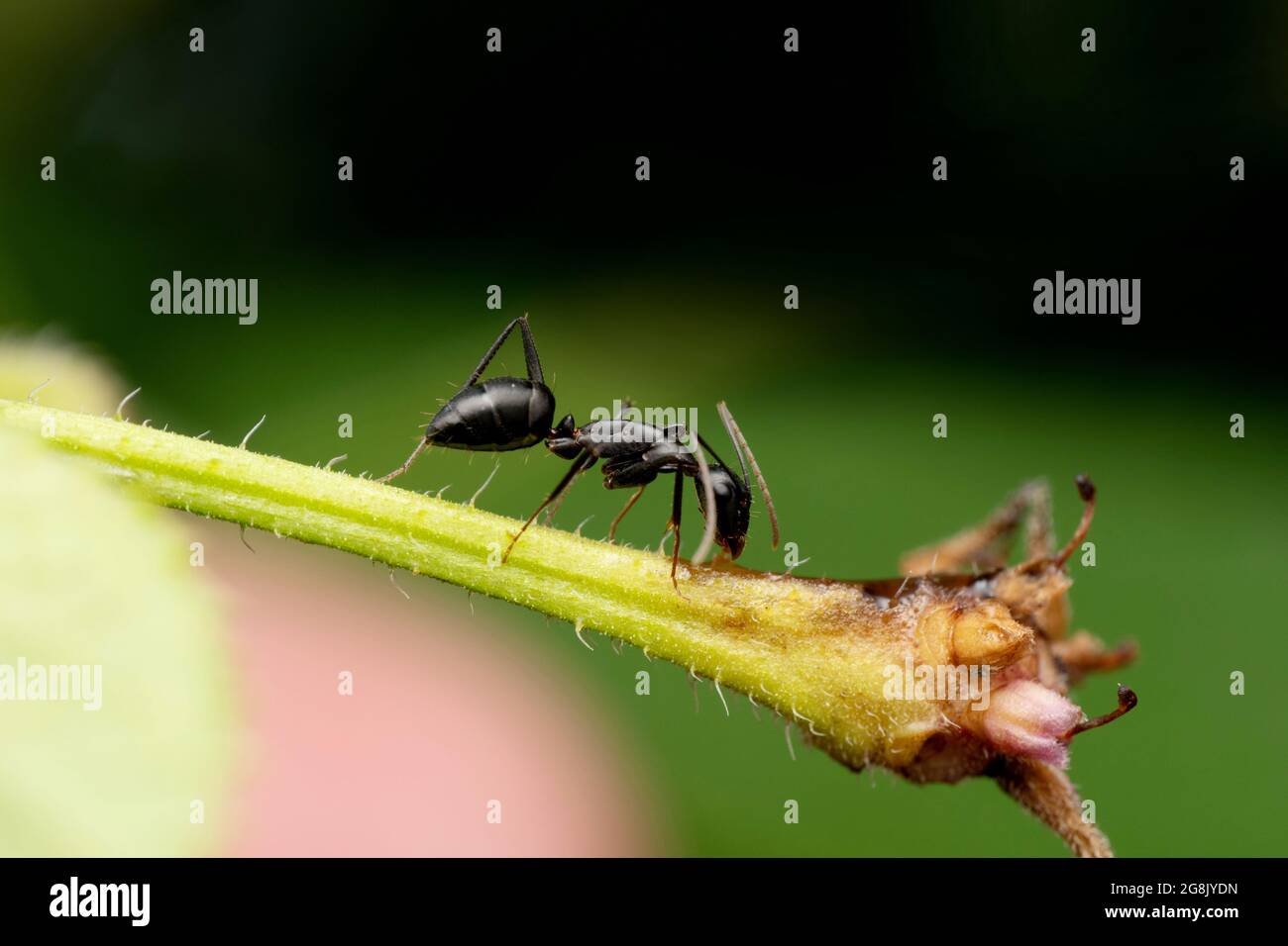 Black worker ant, Componotus compressus, Satara, Maharashtra, India Stock Photo