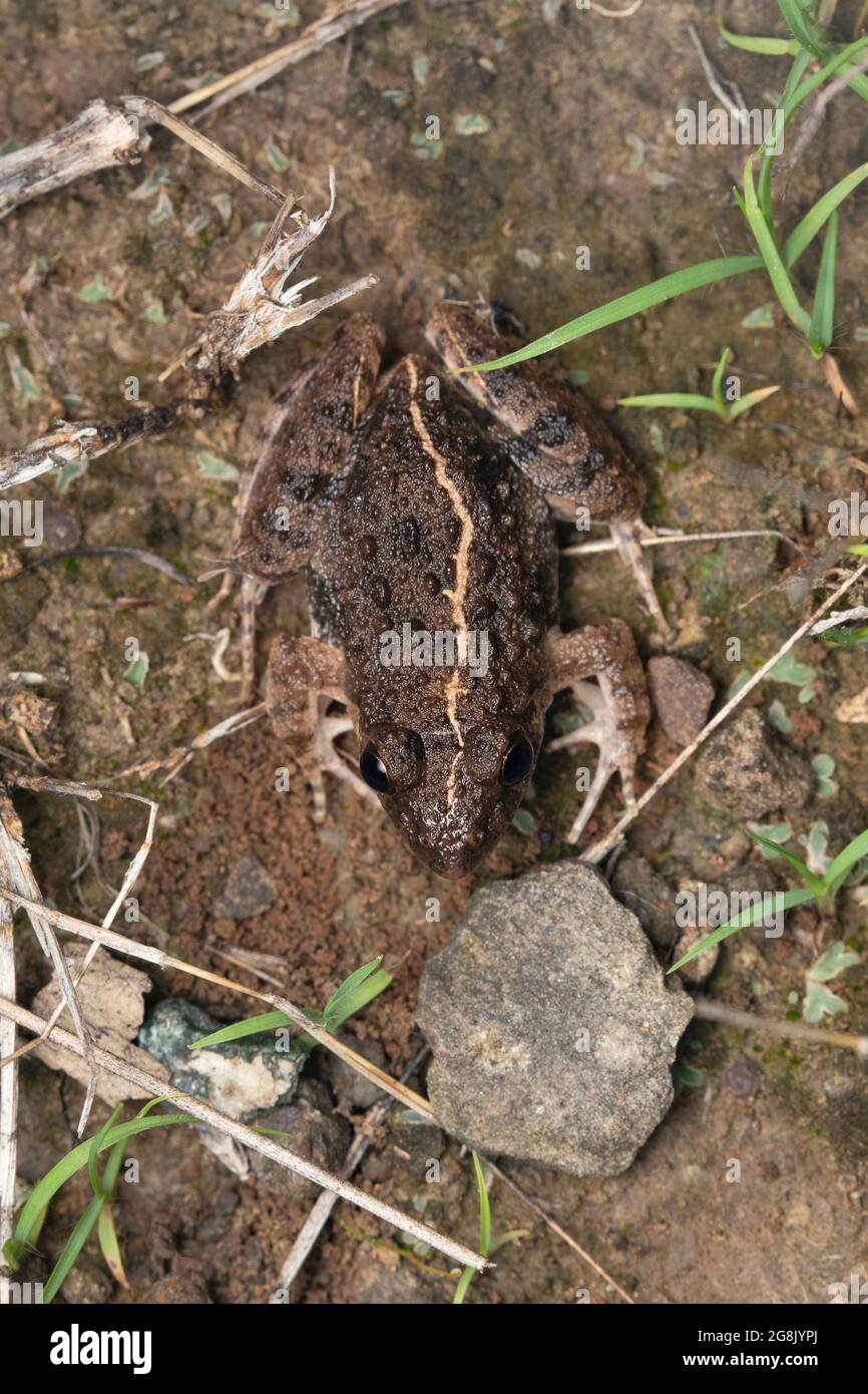 Cricket frog, Fejervarya orissaensis, Satara, Maharashtra, India Stock Photo