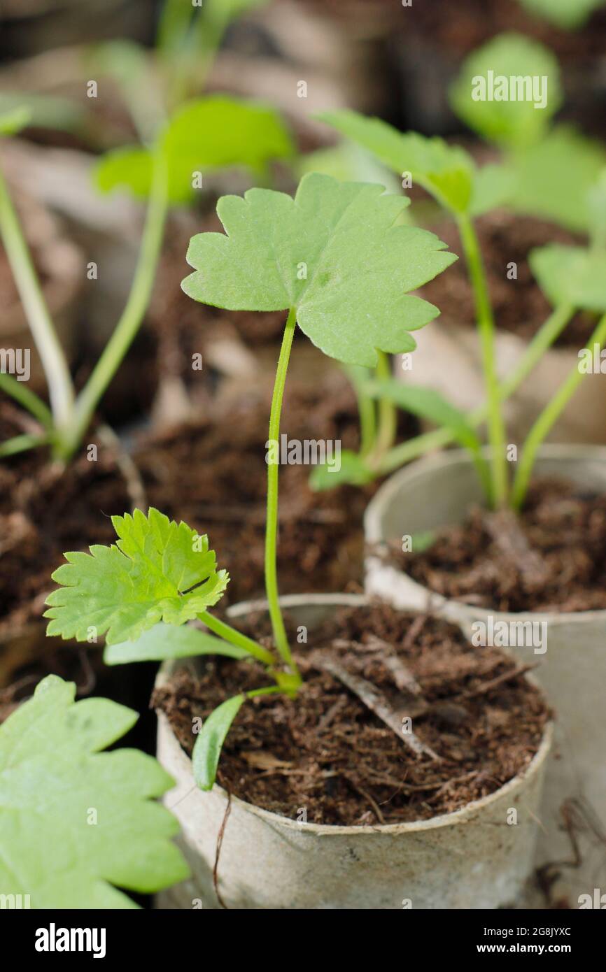 Germinating parsnip seeds hi-res stock photography and images - Alamy