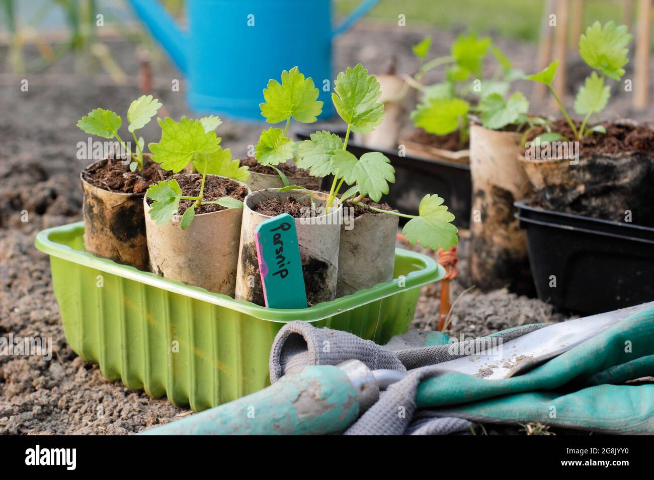 Planting out parsnip seedlings that were grown from seed in toilet roll tubes to aid germination. Pastinaca sativa ' Gladiator' F1 Stock Photo