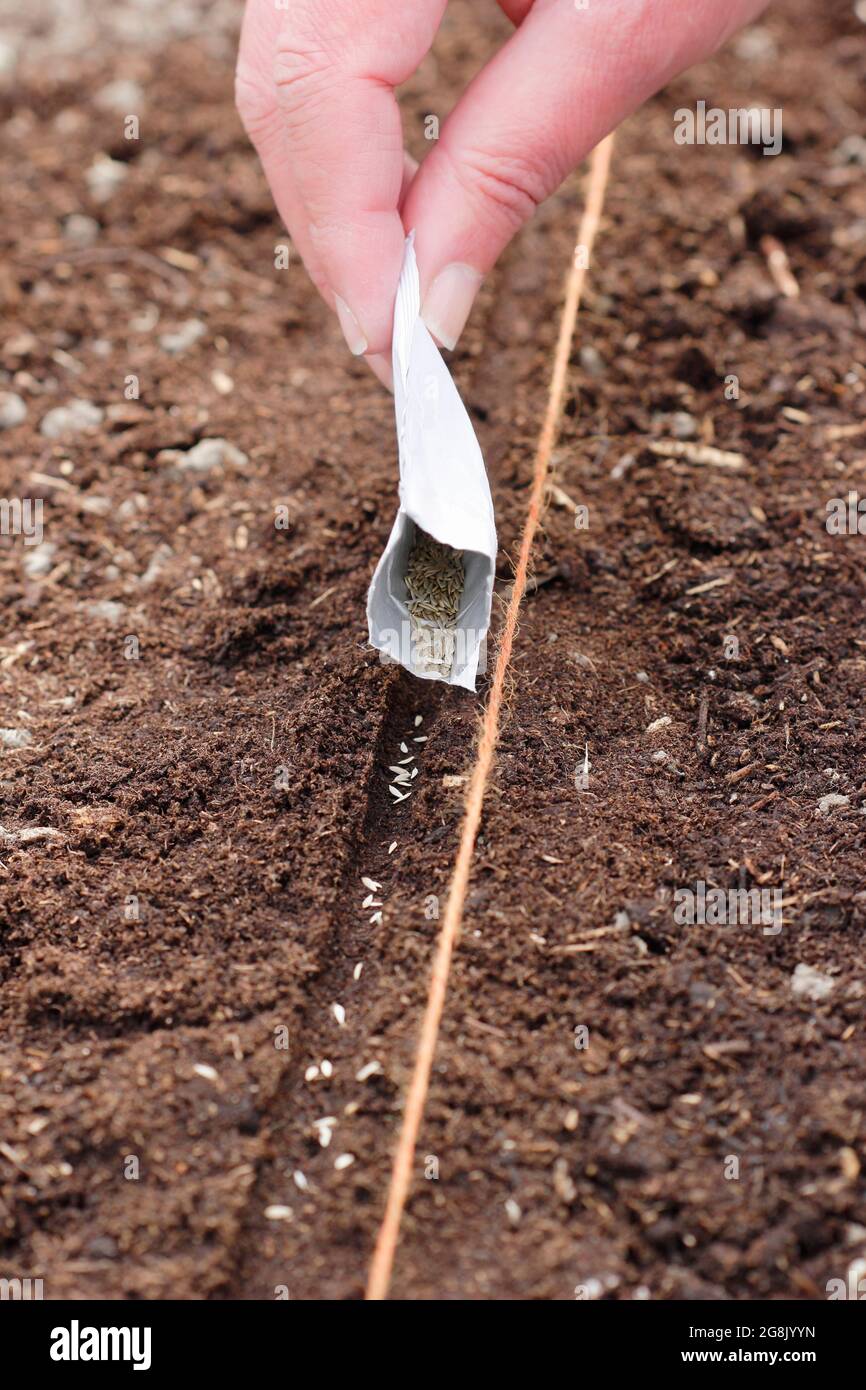 Sowing seed directly from a packet into a prepared seed drill in spring