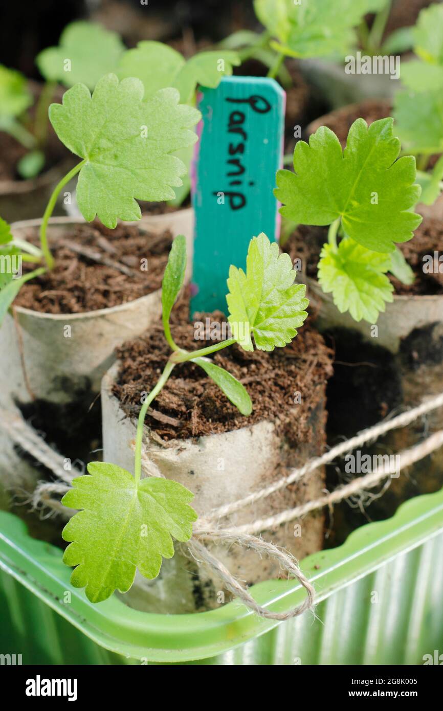 Parsnip seedlings grown from seed in toilet roll tubes to aid germination. Pastinaca sativa ' Gladiator' F1 Stock Photo
