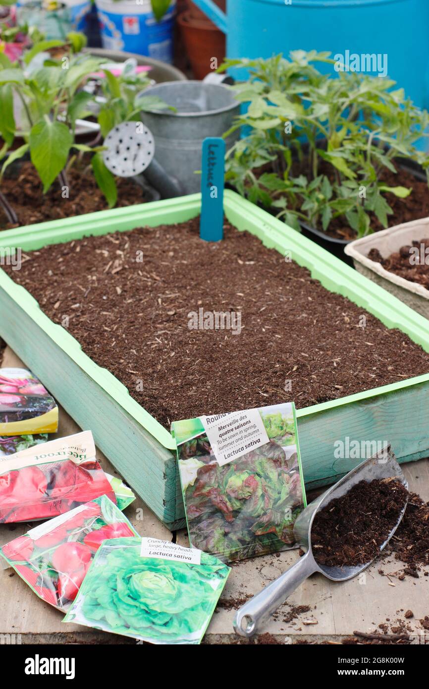 Salad seed packets and a seed sowing tray filled with potting compost - copy space.  UK Stock Photo