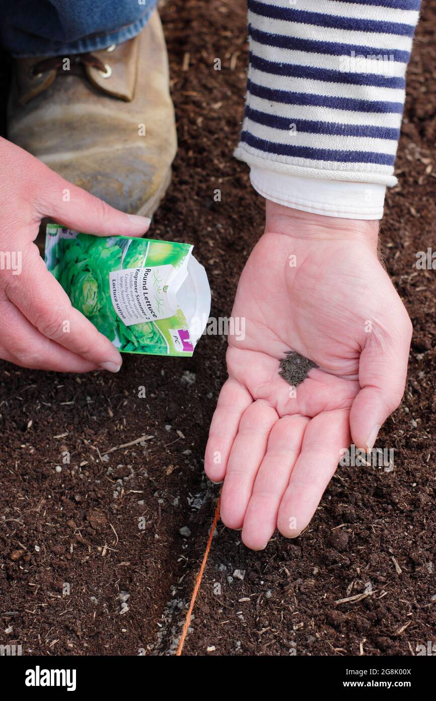 Sowing lettuce seed in a prepared drill on a vegetable patch. Lactuca