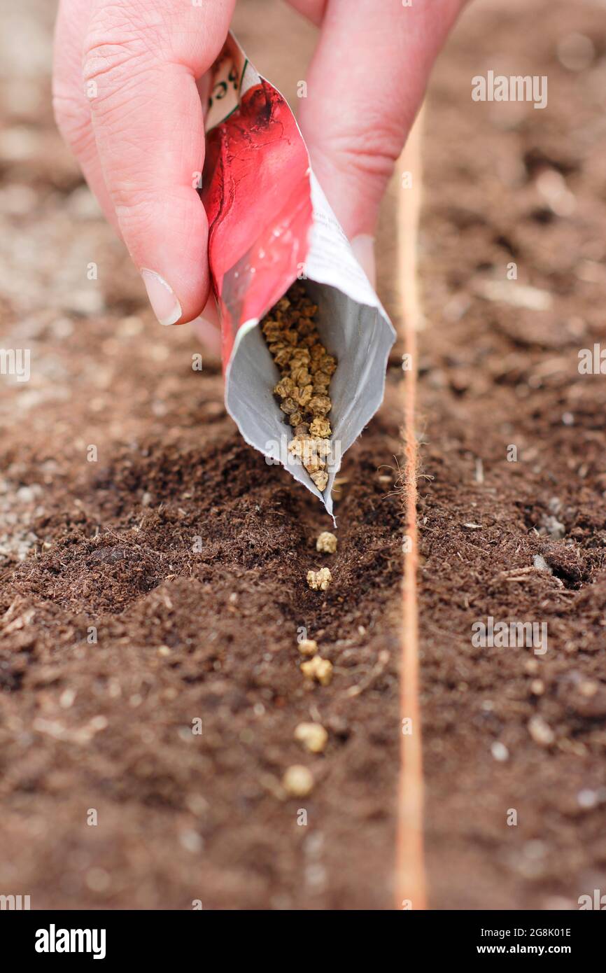 Direct sowing of beetroot seed by spacing thinly in a shallow trench in a well prepared seed bed. Beta vulgaris 'Boltardy'. Stock Photo