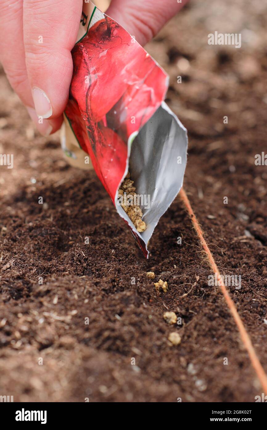Direct sowing of beetroot seed by spacing thinly in a shallow trench in a well prepared seed bed. Beta vulgaris 'Boltardy'. Stock Photo