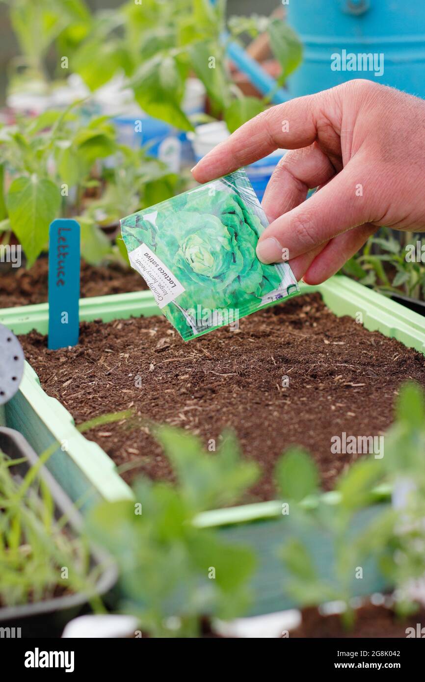 Sowing lettuce Lactuca sativa 'Kagraner Sommer 2' Starting off