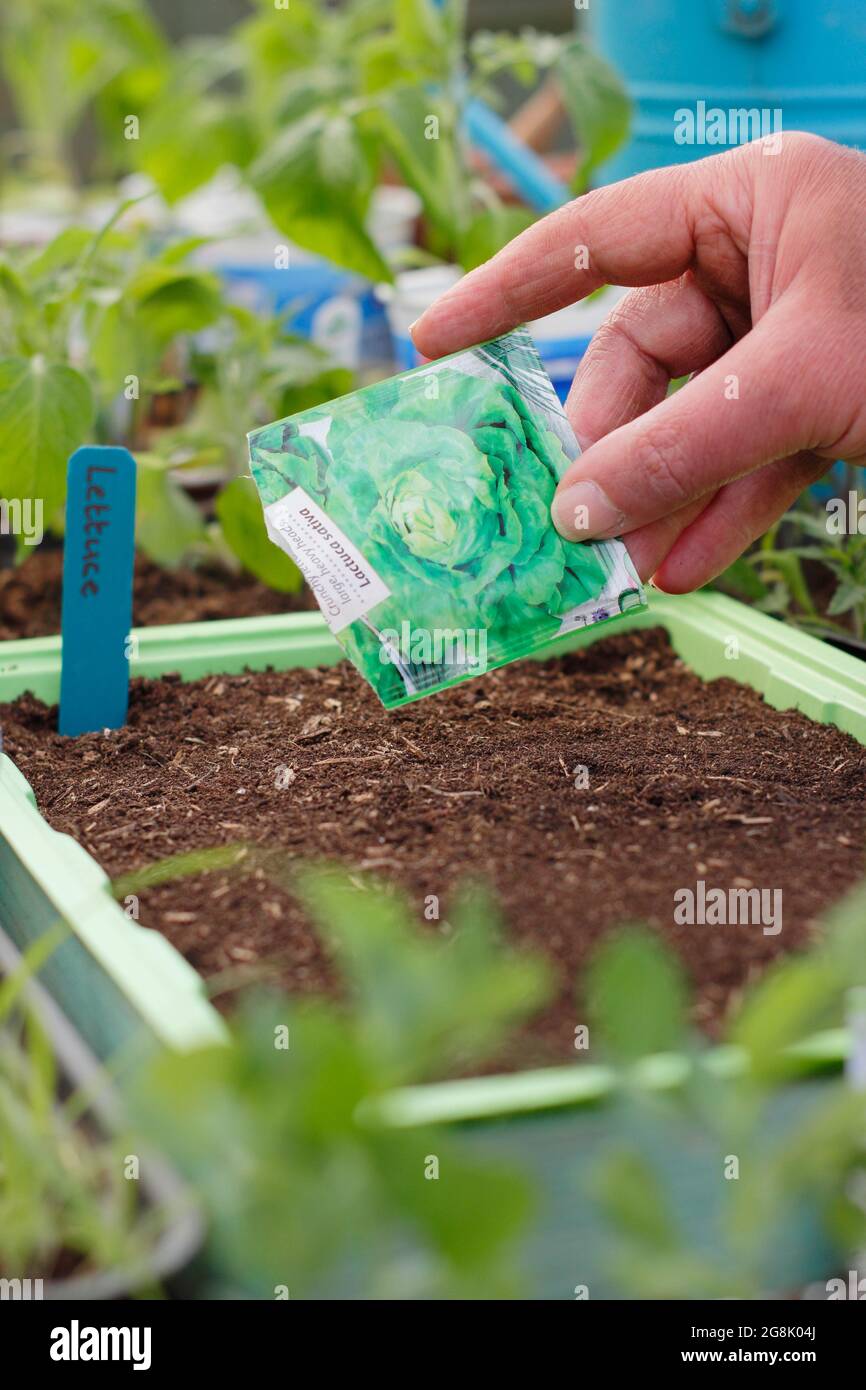 Sowing seed trays lettuce hires stock photography and images Alamy