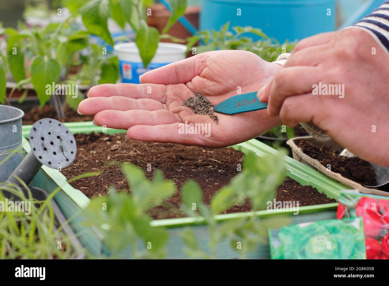 Sowing lettuce seeds in a tray using a plant label to help sprinkle thinly. Lactuca sativa. Stock Photo