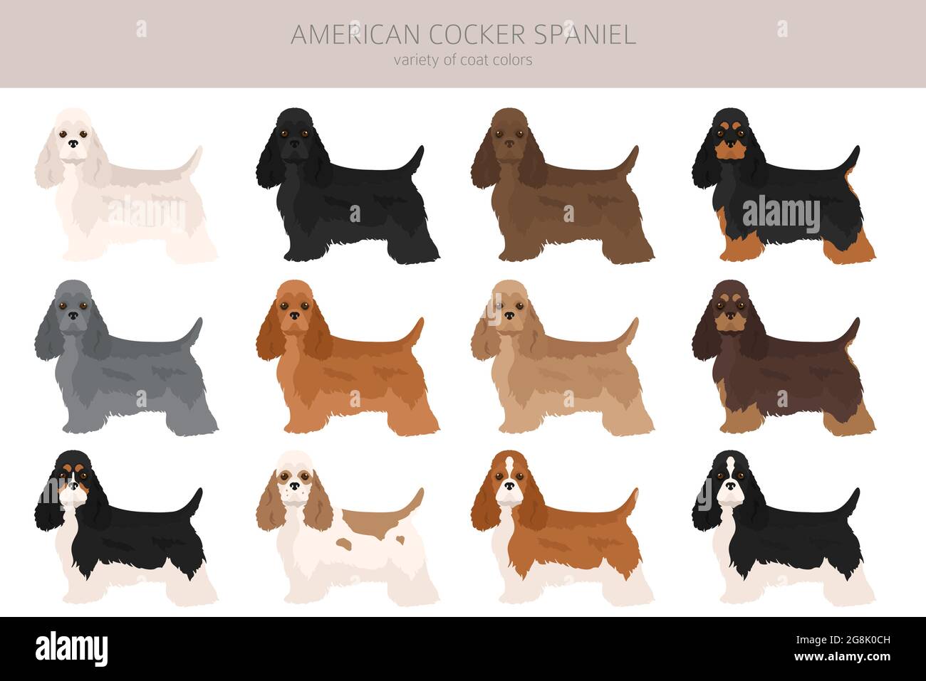American spaniel all colours clipart. Different coat colors Vector illustration Stock Vector Image & Art - Alamy