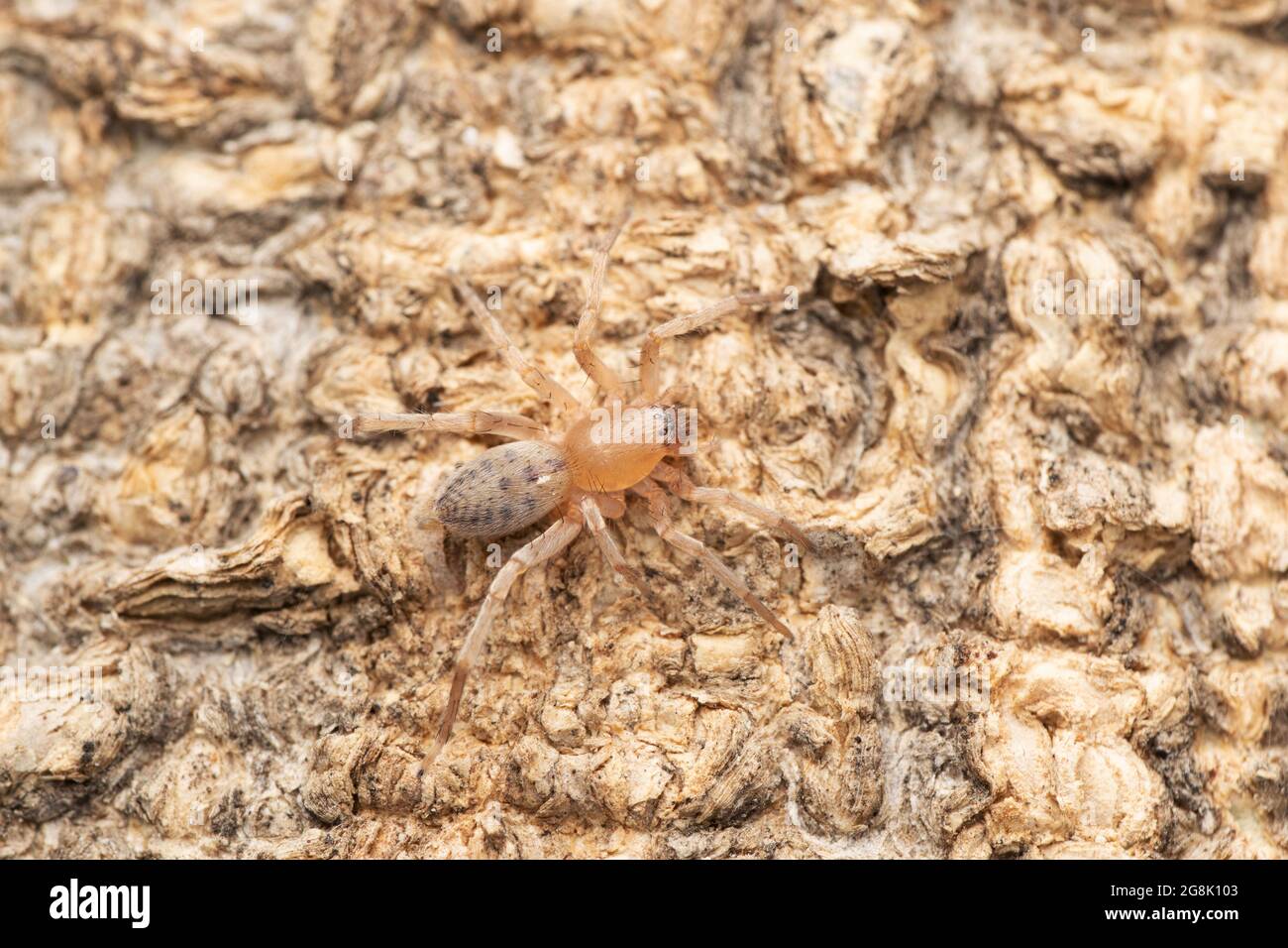 Clubiona terrestris hi-res stock photography and images - Alamy