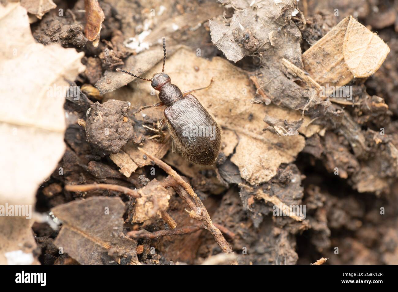Spiny backed beetle, Lagria lata, Satara, Maharashtra, India Stock Photo