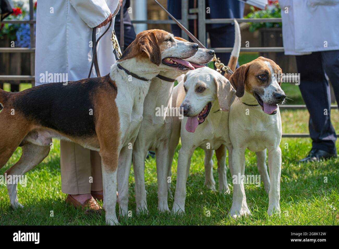 Festival of Hunting, Peterborough, England, UK. 21st July 2021.   This year’s Festival of Hunting played host to the 133rd Peterborough Royal Foxhound Show which also celebrated Beagles, Harriers, Basset Hounds, Draghounds and Bloodhounds making it one of the largest hounds show anywhere in the world. Credit: Matt Limb OBE/Alamy Live New Stock Photo