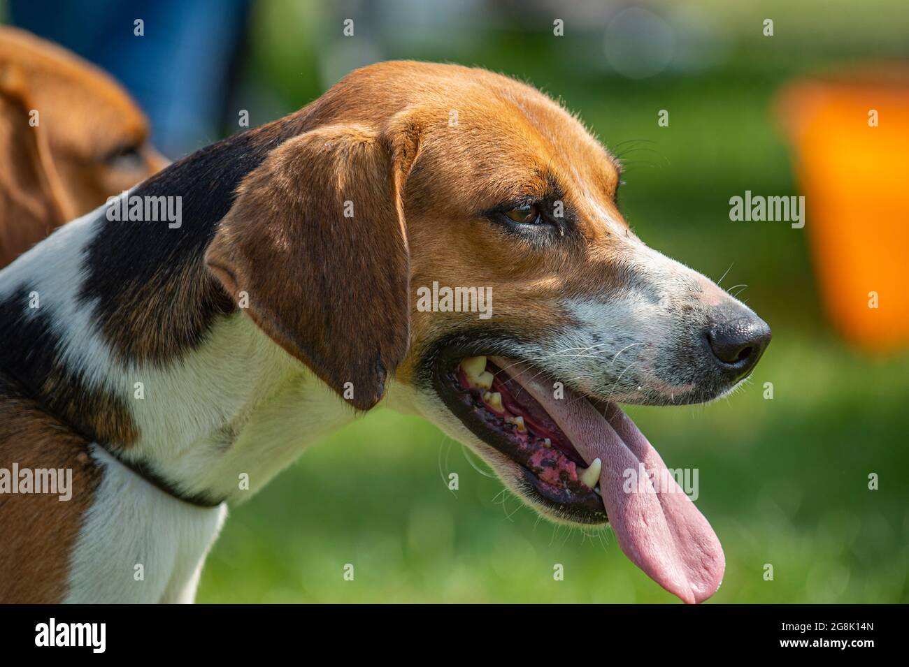 Festival of Hunting, Peterborough, England, UK. 21st July 2021.   This year’s Festival of Hunting played host to the 133rd Peterborough Royal Foxhound Show which also celebrated Beagles, Harriers, Basset Hounds, Draghounds and Bloodhounds making it one of the largest hounds show anywhere in the world. Credit: Matt Limb OBE/Alamy Live New Stock Photo