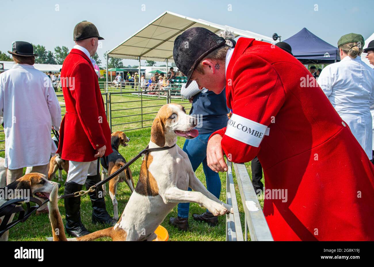 Festival of Hunting, Peterborough, England, UK. 21st July 2021.   This year’s Festival of Hunting played host to the 133rd Peterborough Royal Foxhound Show which also celebrated Beagles, Harriers, Basset Hounds, Draghounds and Bloodhounds making it one of the largest hounds show anywhere in the world. Credit: Matt Limb OBE/Alamy Live New Stock Photo